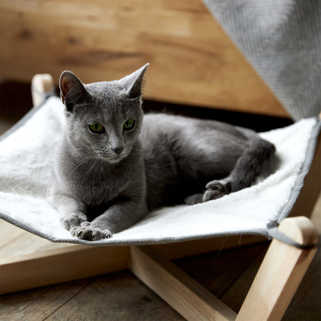 le chat bleu russe - supercroquettes